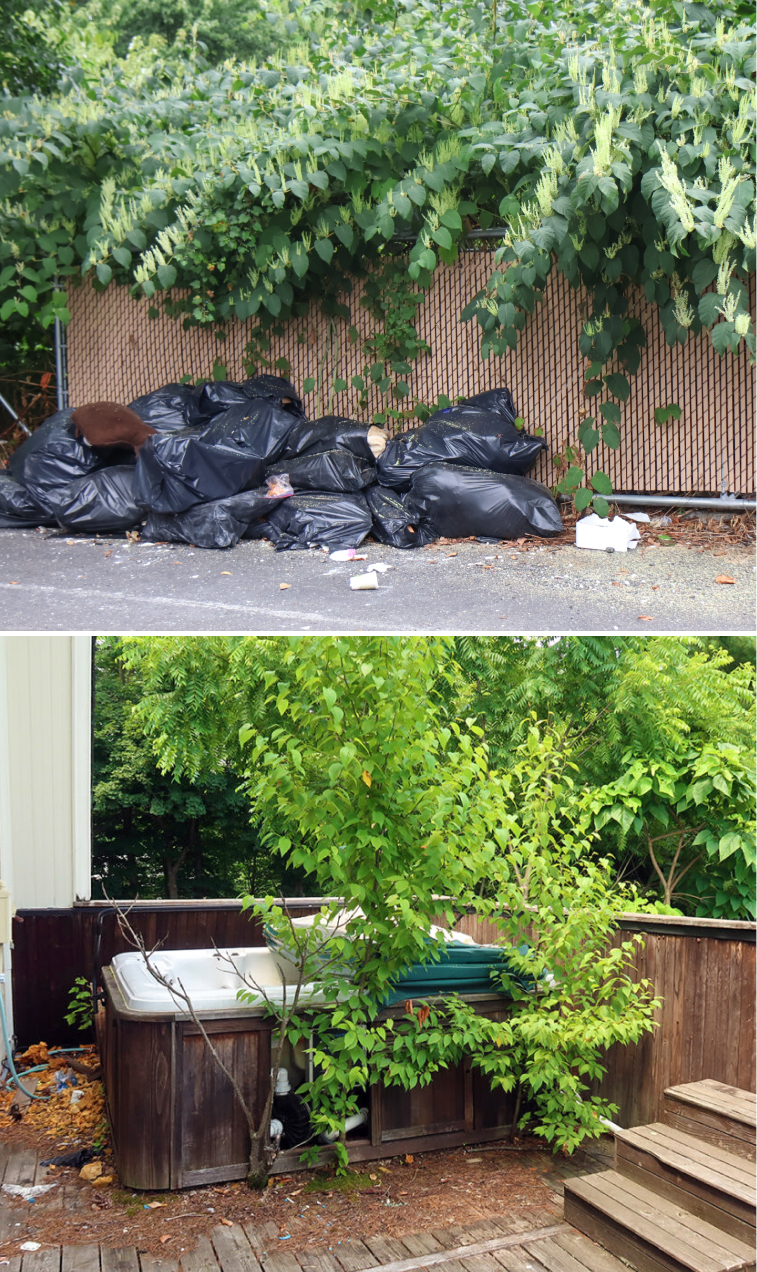 Yard_Waste_Removal_02